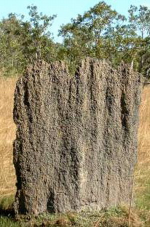Magnetic Termiten - Termitenh&uuml;gel